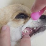 犬の歯磨き頻度・嫌がる時のコツは？正しいやり方で歯石を防ごう！