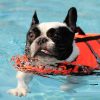 犬の泳ぐ練習の教え方！泳げない・水嫌いはこうして克服しよう。