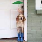 梅雨の犬の病気対策と健康管理。食欲不振は心配無用ってほんと？